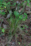 Blackseed speargrass